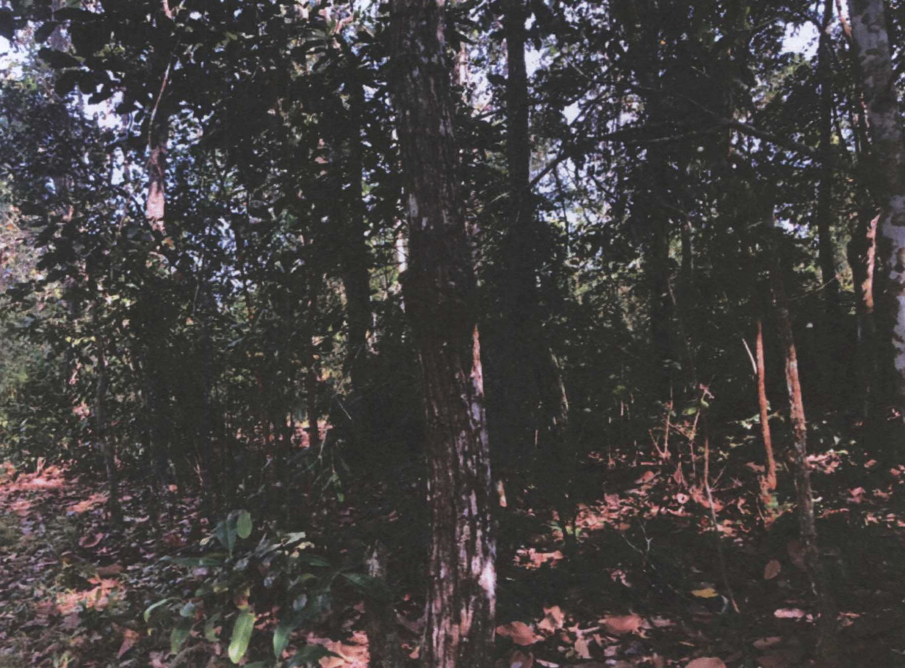 รูปที่ดินว่างเปล่า ไชยบุรี ท่าอุเทน นครพนม