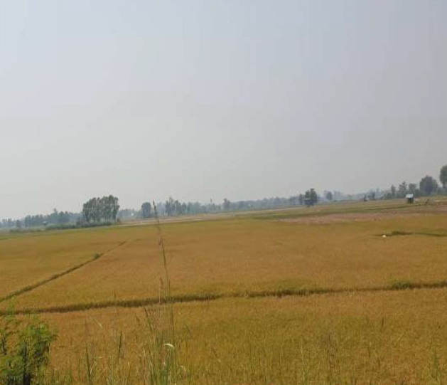 รูปที่ดินว่างเปล่า ท่าขมิ้น โพทะเล พิจิตร