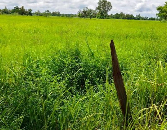 รูปที่ดินว่างเปล่า ศรีสุข กันทรวิชัย มหาสารคาม