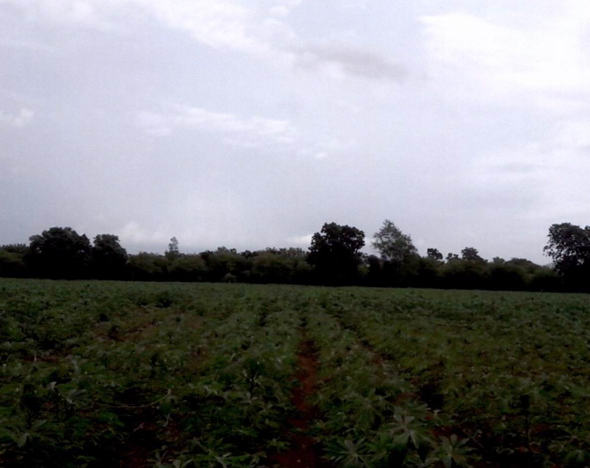 รูปที่ดินว่างเปล่า ดงดินแดง หนองม่วง ลพบุรี
