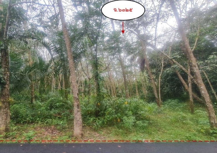 รูปที่ดินว่างเปล่า บาเจาะ บาเจาะ นราธิวาส