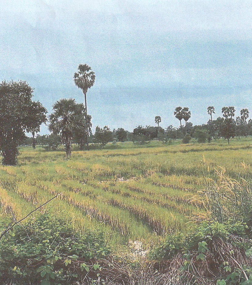 รูปที่ดินว่างเปล่า ศรีคีรีมาศ คีรีมาศ สุโขทัย