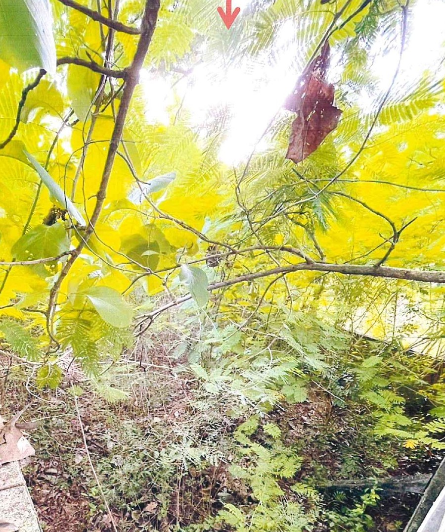 รูปที่ดินว่างเปล่า ปากแคว เมืองสุโขทัย สุโขทัย