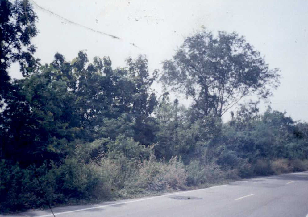 รูปที่ดินว่างเปล่า วังจันทร์ แก่งกระจาน เพชรบุรี