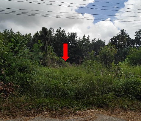 รูปที่ดินว่างเปล่า ทุ่งค่าย ย่านตาขาว ตรัง