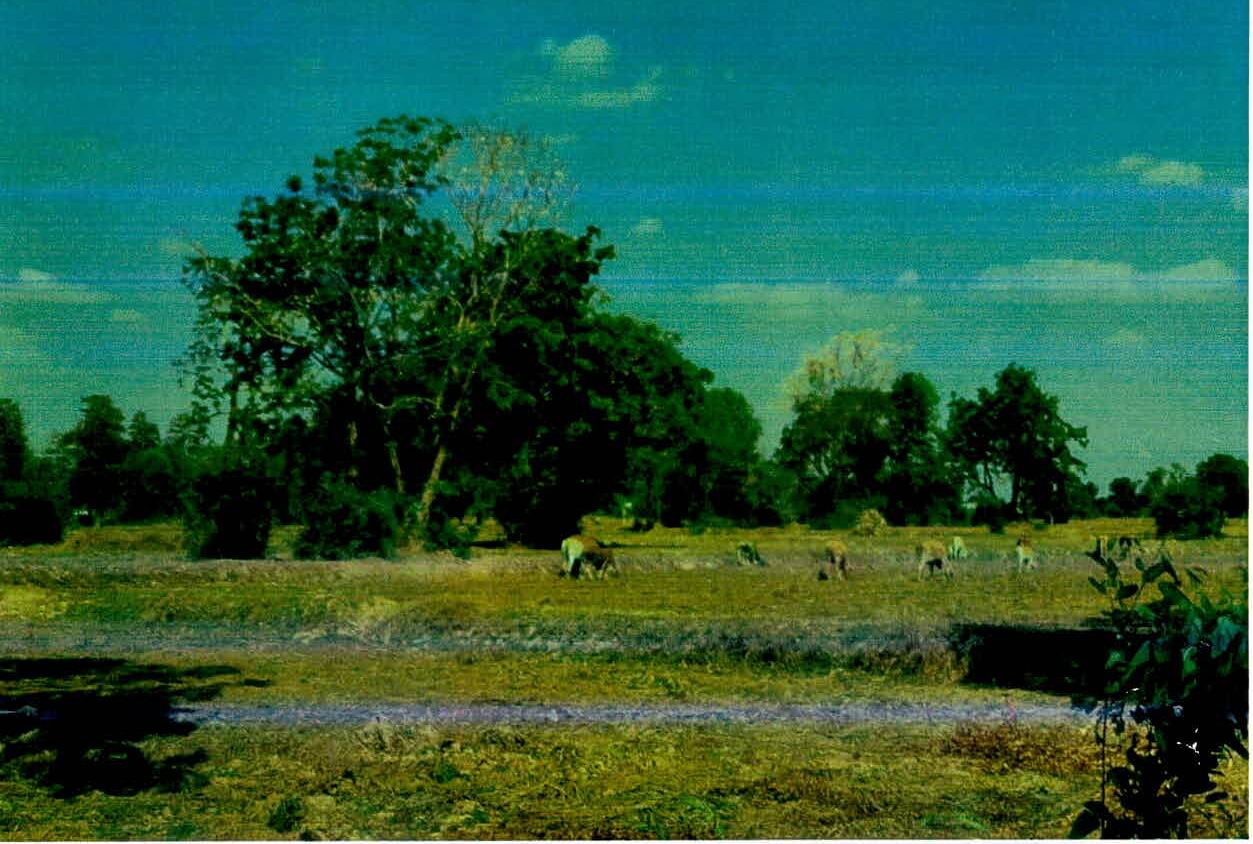 รูปที่ดินว่างเปล่า หนองเหล็ก ศีขรภูมิ สุรินทร์