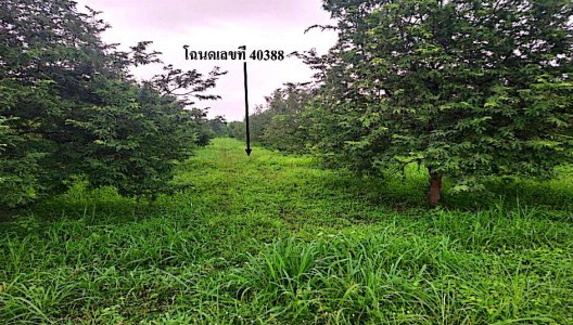 รูปที่ดินว่างเปล่า ห้วยใหญ่ เมืองเพชรบูรณ์ เพชรบูรณ์