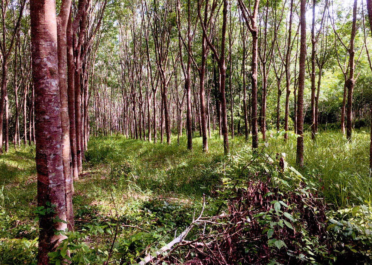 รูปที่ดินว่างเปล่า สะนอ ยะรัง ปัตตานี
