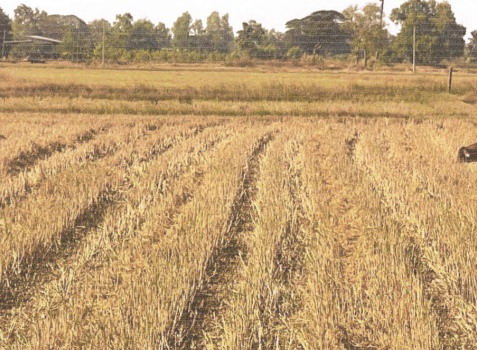 รูปที่ดินว่างเปล่า ปลาโหล วาริชภูมิ สกลนคร