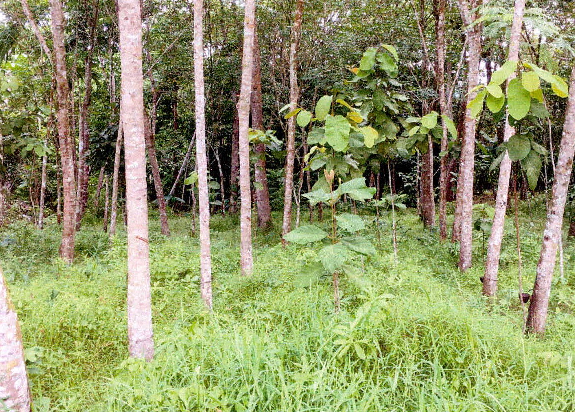รูปที่ดินว่างเปล่า สะนอ ยะรัง ปัตตานี