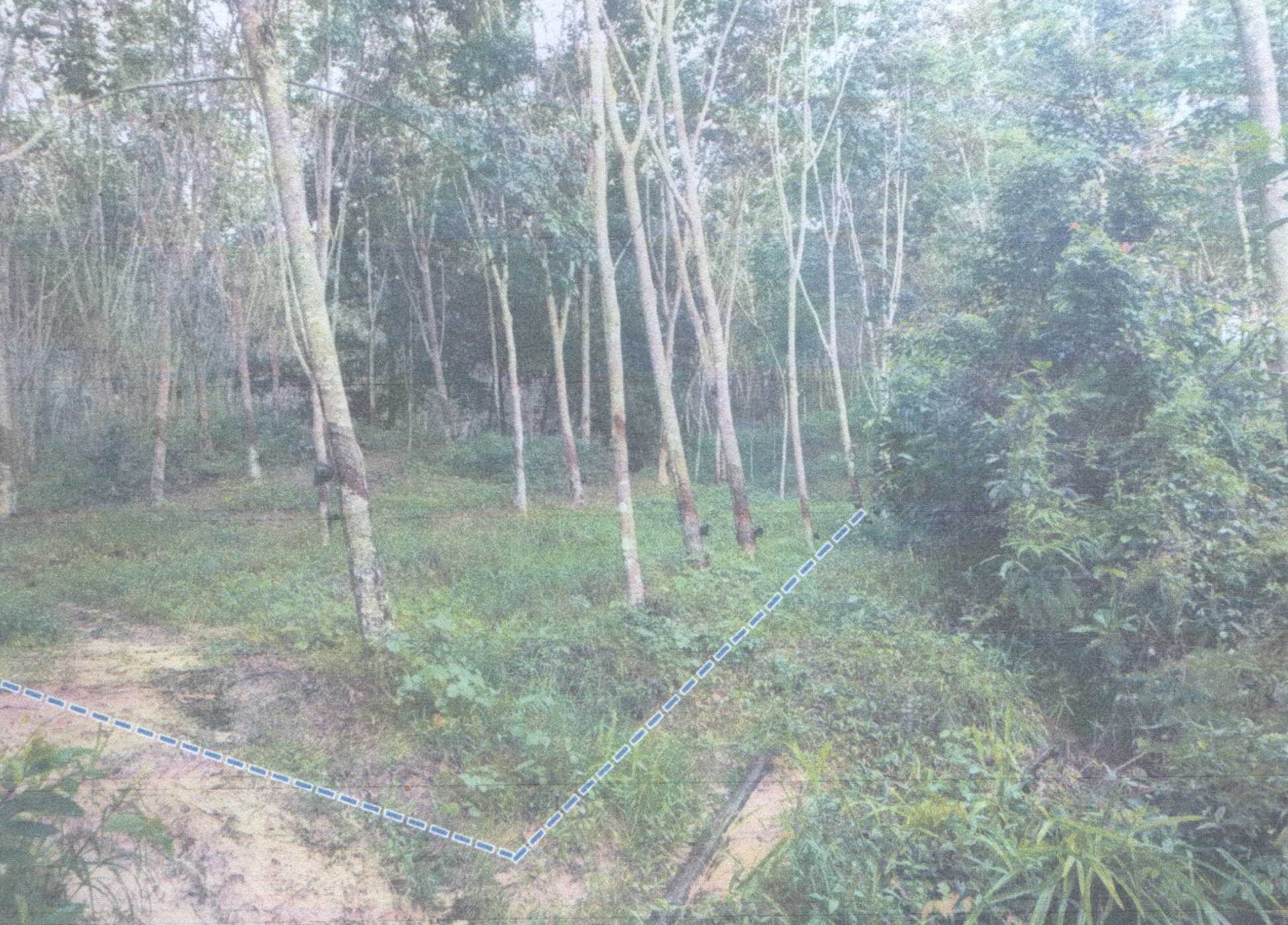 รูปที่ดินว่างเปล่า เขาขาว ทุ่งสง นครศรีธรรมราช