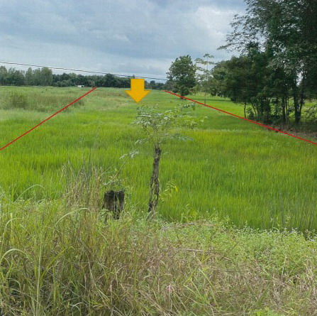 รูปที่ดินว่างเปล่า ดงขุย ชนแดน เพชรบูรณ์