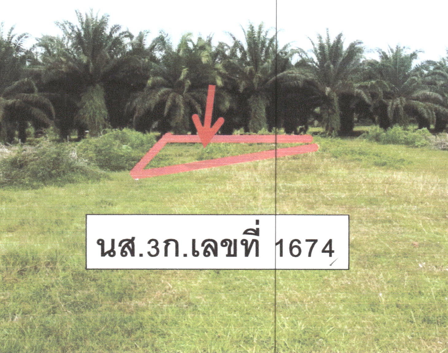 รูปที่ดินว่างเปล่า หนองธง ป่าบอน พัทลุง