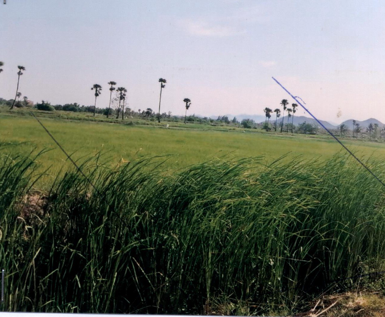 รูปที่ดินว่างเปล่า สามกระทาย กุยบุรี ประจวบคีรีขันธ์