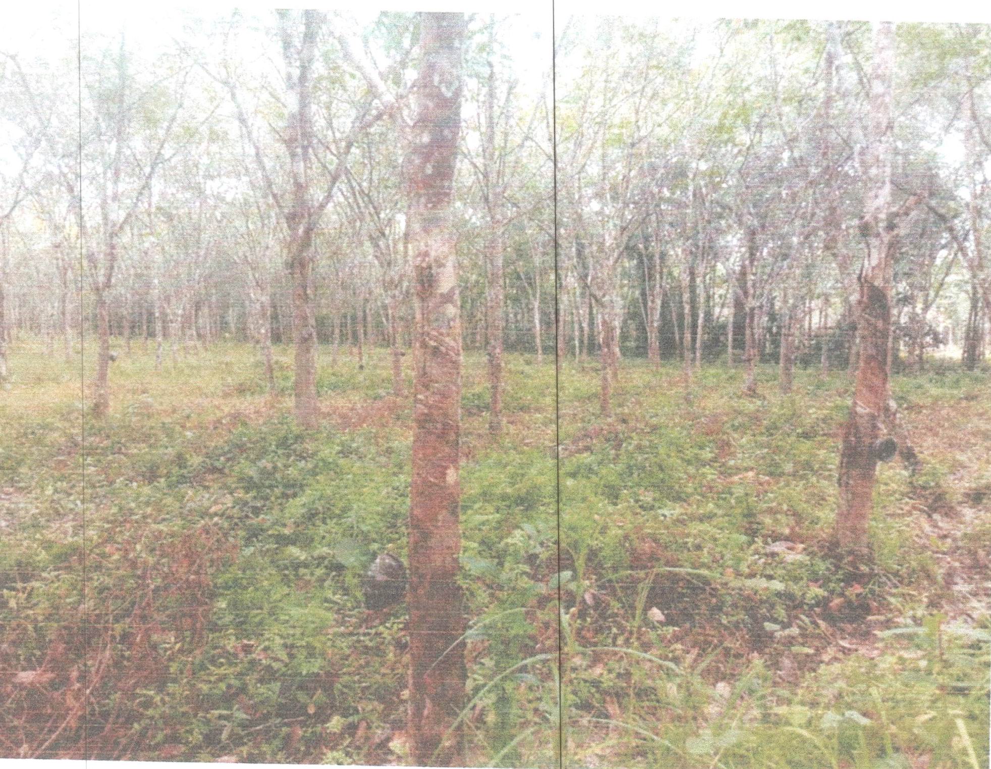 รูปที่ดินว่างเปล่า คลองใหญ่ ตะโหมด พัทลุง