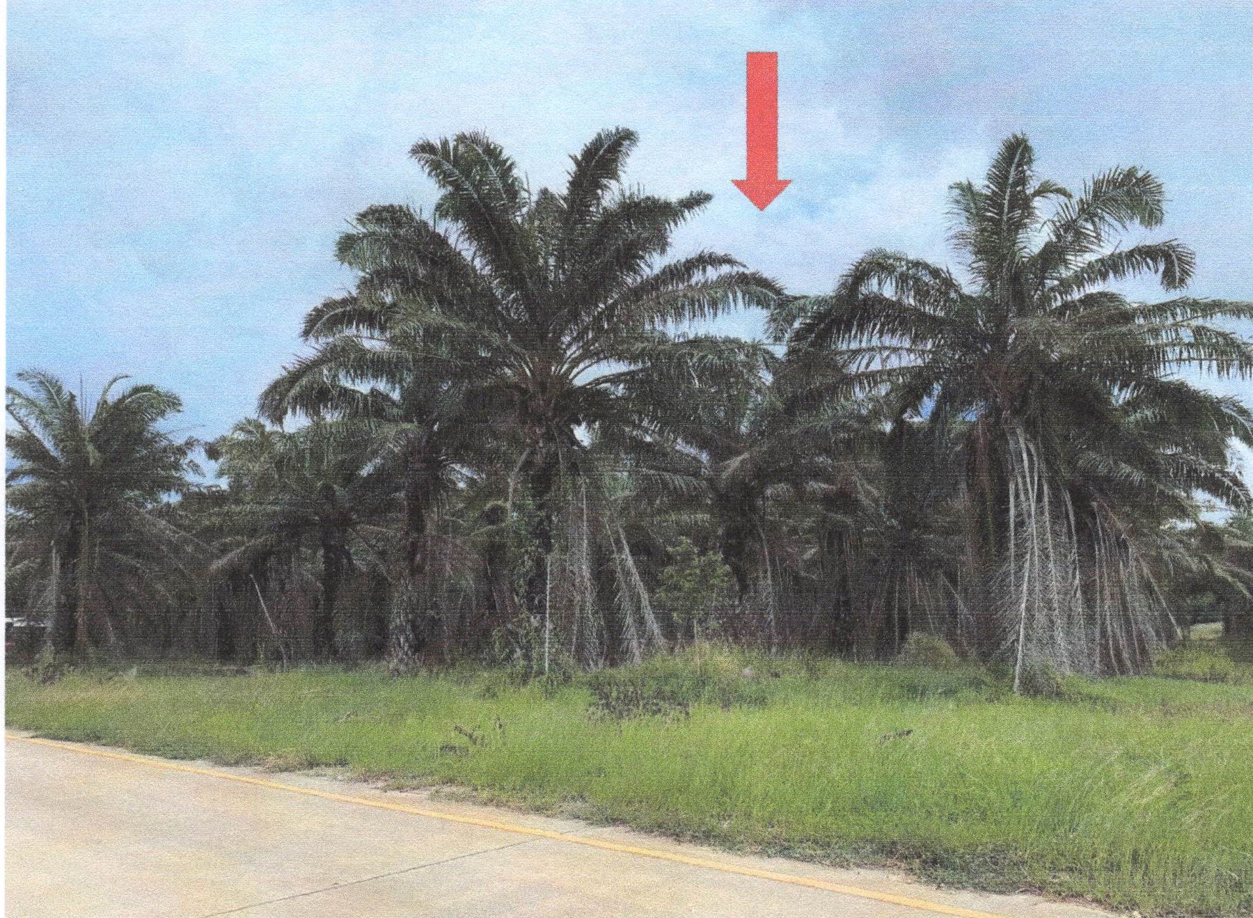 รูปที่ดินว่างเปล่า อ่าวน้อย เมืองประจวบคีรีขันธ์ ประจวบคีรีขันธ์
