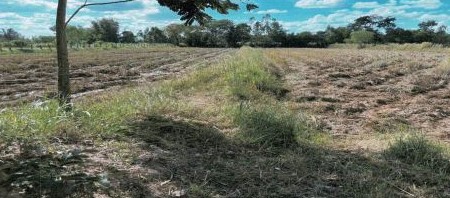 รูปที่ดินว่างเปล่า หนองเมธี ท่าตูม สุรินทร์