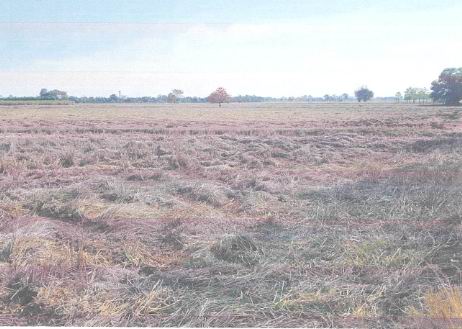 รูปที่ดินว่างเปล่า โนนสะอาด คอนสวรรค์ ชัยภูมิ