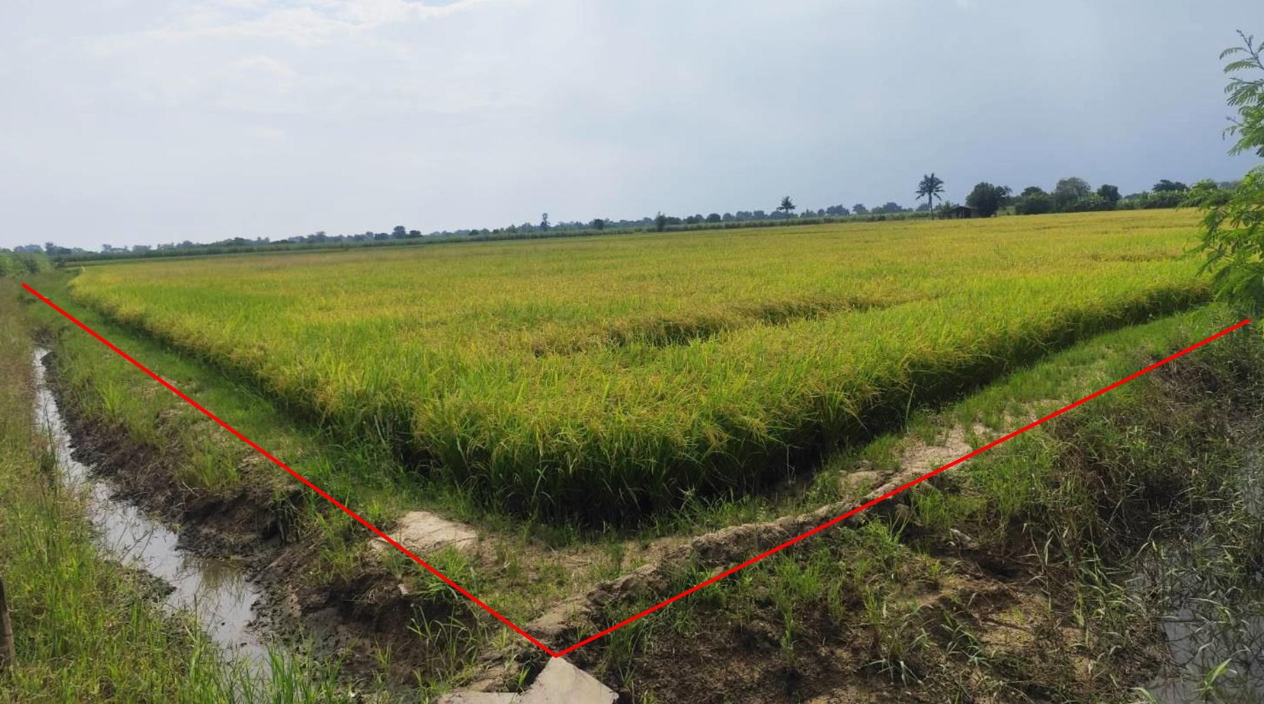 รูปที่ดินว่างเปล่า แจงงาม หนองหญ้าไซ สุพรรณบุรี