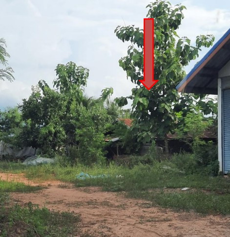 รูปที่ดินพร้อมสิ่งปลูกสร้าง โอโล ภูเขียว ชัยภูมิ