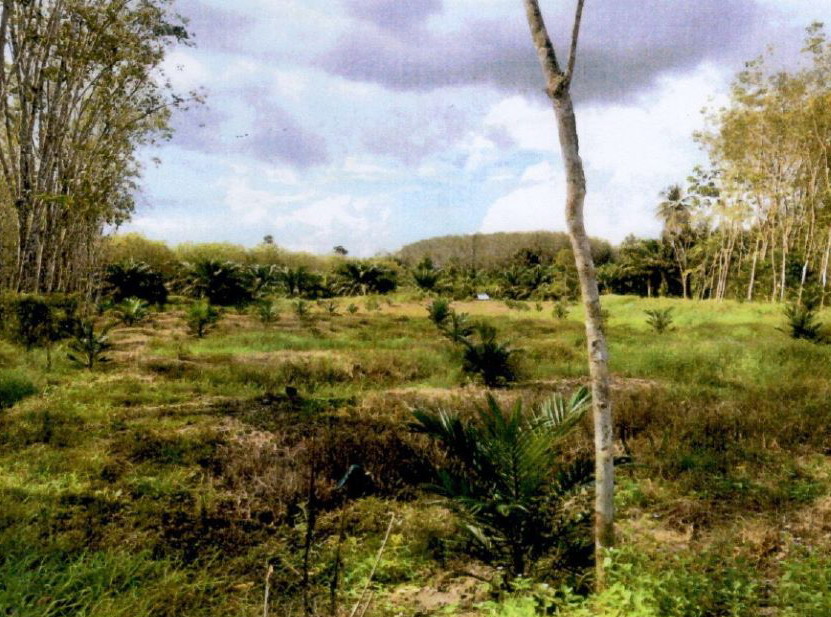 รูปที่ดินว่างเปล่า ควนศรี บ้านนาสาร สุราษฎร์ธานี