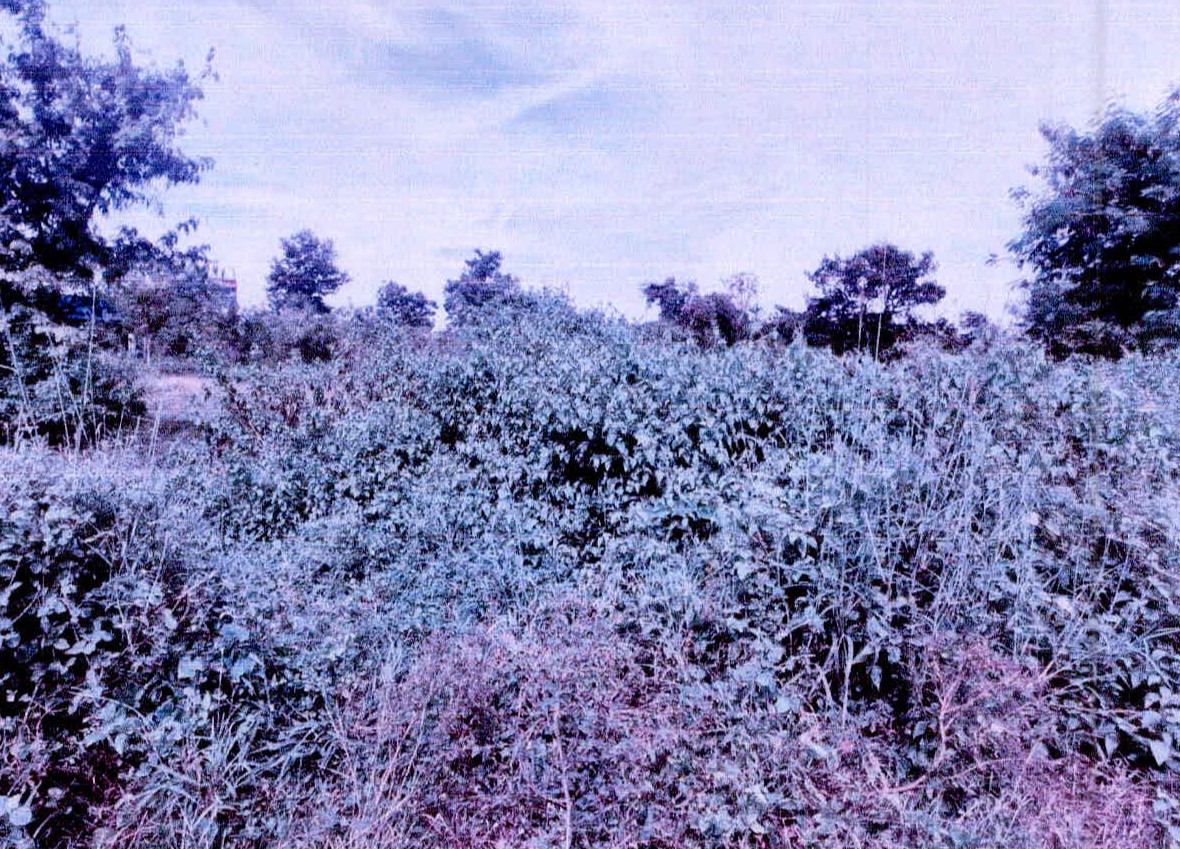 รูปที่ดินว่างเปล่า หนองไผ่ เมืองศรีสะเกษ ศรีสะเกษ