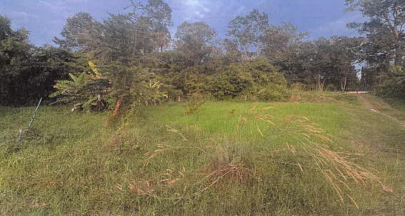 รูปที่ดินว่างเปล่า หนองบ่อ เมืองอุบลราชธานี อุบลราชธานี
