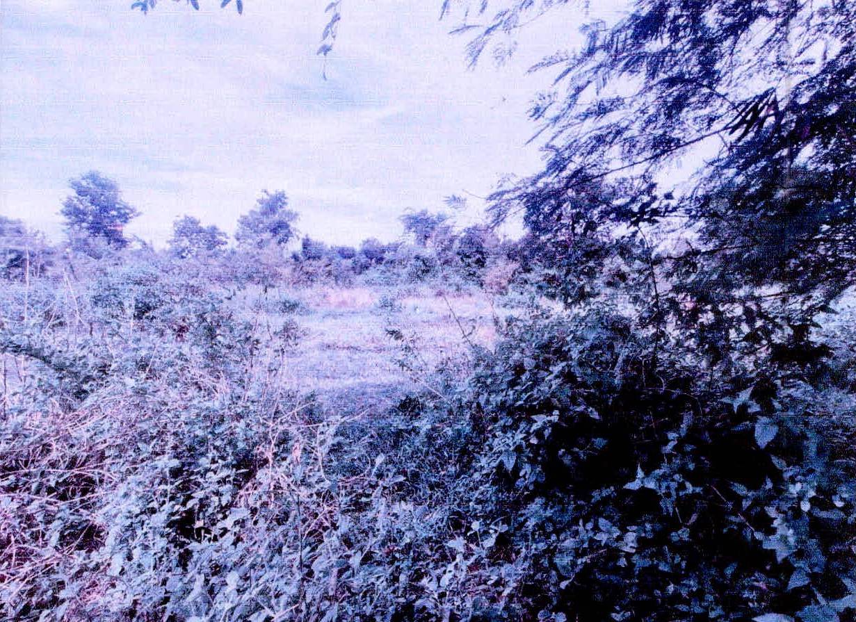 รูปที่ดินว่างเปล่า หนองไผ่ เมืองศรีสะเกษ ศรีสะเกษ