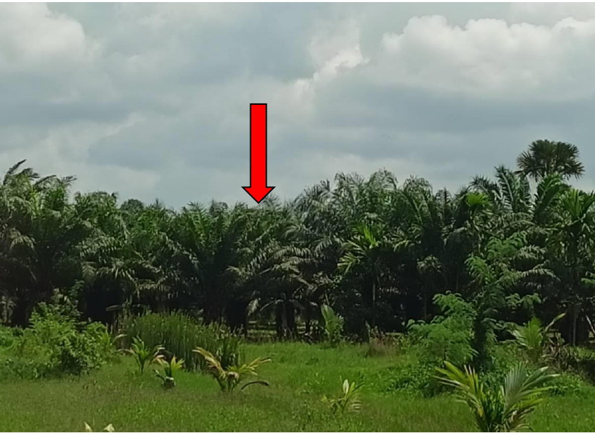 รูปที่ดินว่างเปล่า นาบินหลา เมืองตรัง ตรัง