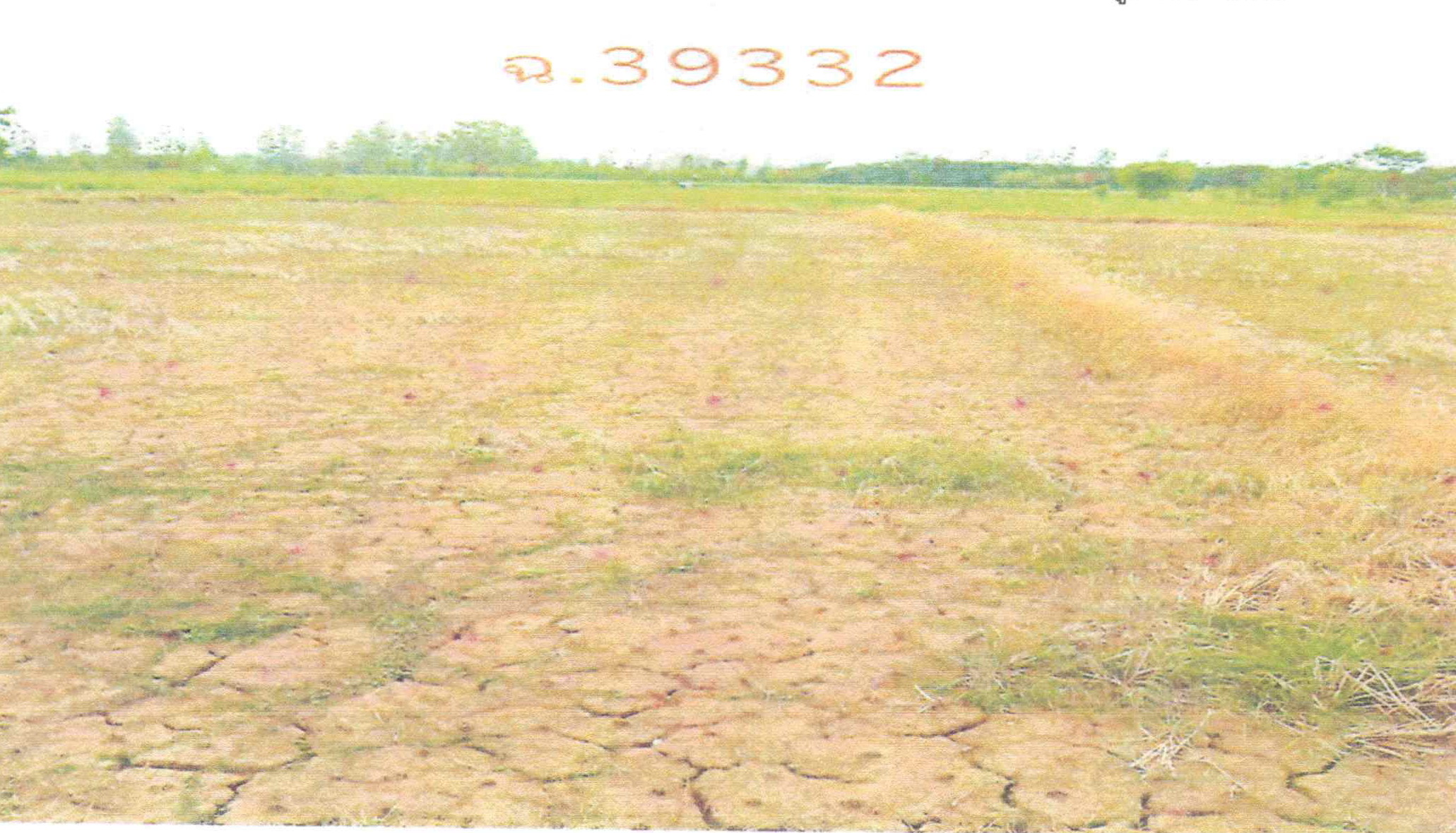 รูปที่ดินว่างเปล่า หนองหญ้าปล้อง วังสะพุง เลย