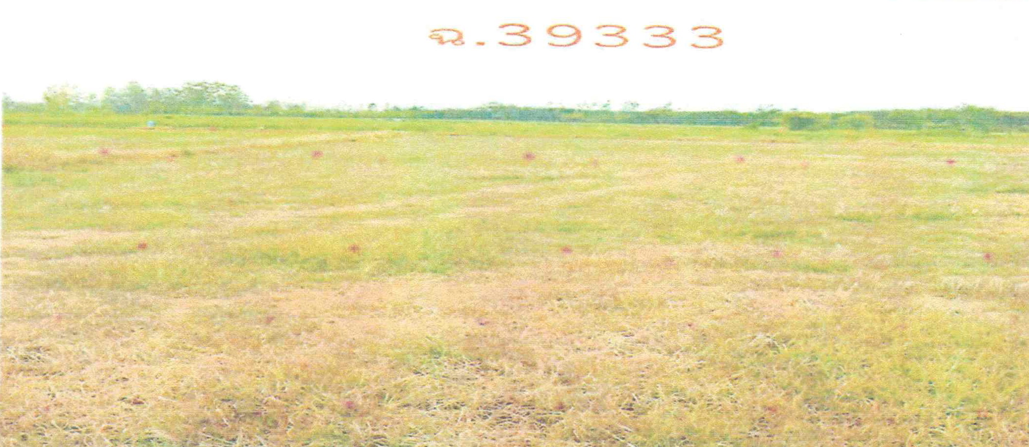 รูปที่ดินว่างเปล่า หนองหญ้าปล้อง วังสะพุง เลย
