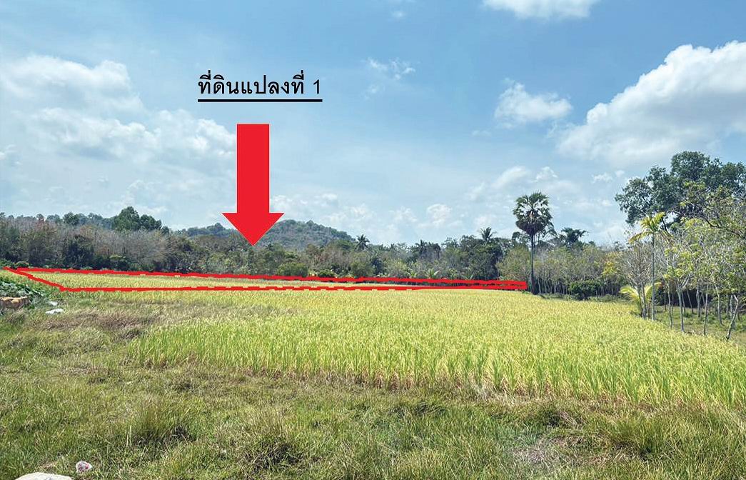 รูปที่ดินว่างเปล่า เตราะบอน สายบุรี ปัตตานี