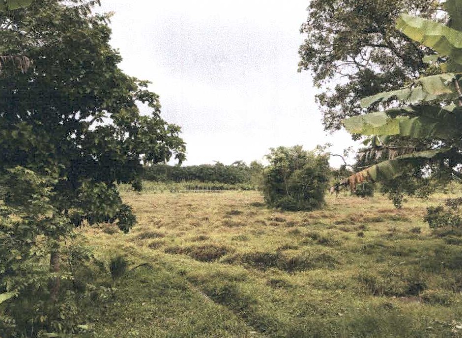 รูปที่ดินว่างเปล่า ทุ่งสง นาบอน นครศรีธรรมราช