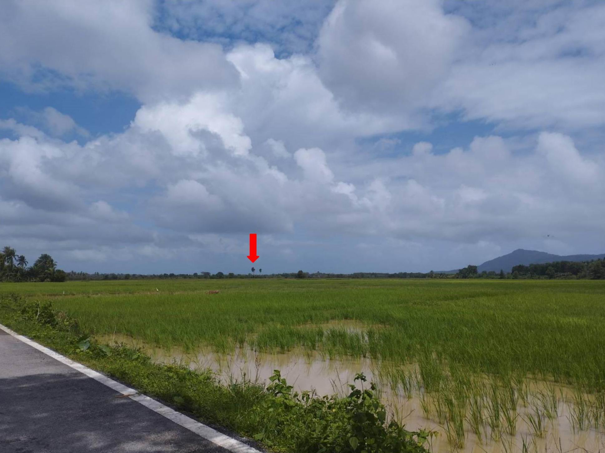 รูปที่ดินว่างเปล่า ท่าน้ำ ปะนาเระ ปัตตานี