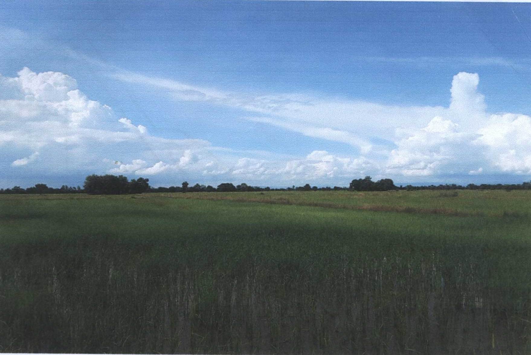 รูปที่ดินว่างเปล่า หนองปล้อง วังทรายพูน พิจิตร