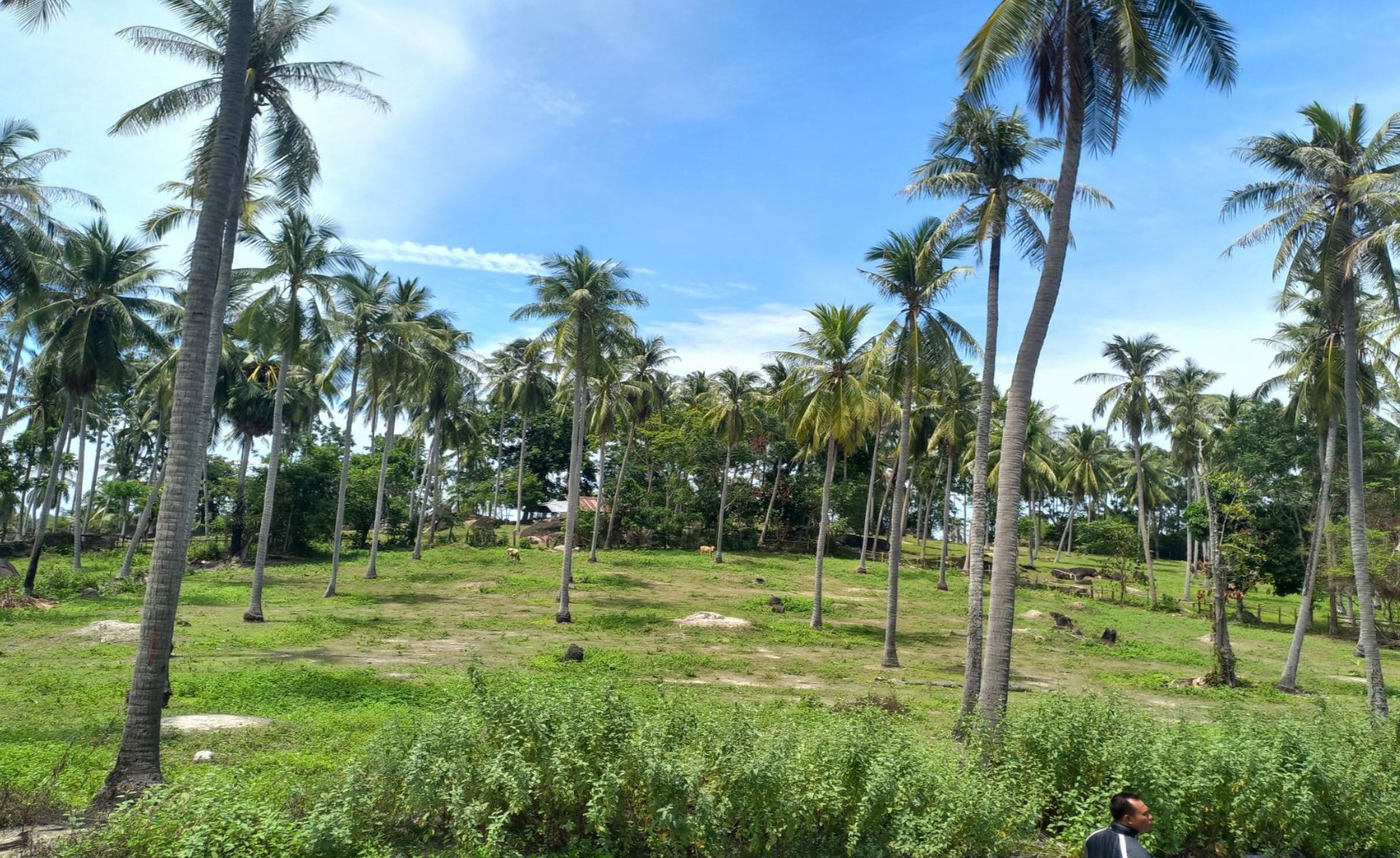 รูปที่ดินว่างเปล่า บ้านน้ำบ่อ ปะนาเระ ปัตตานี