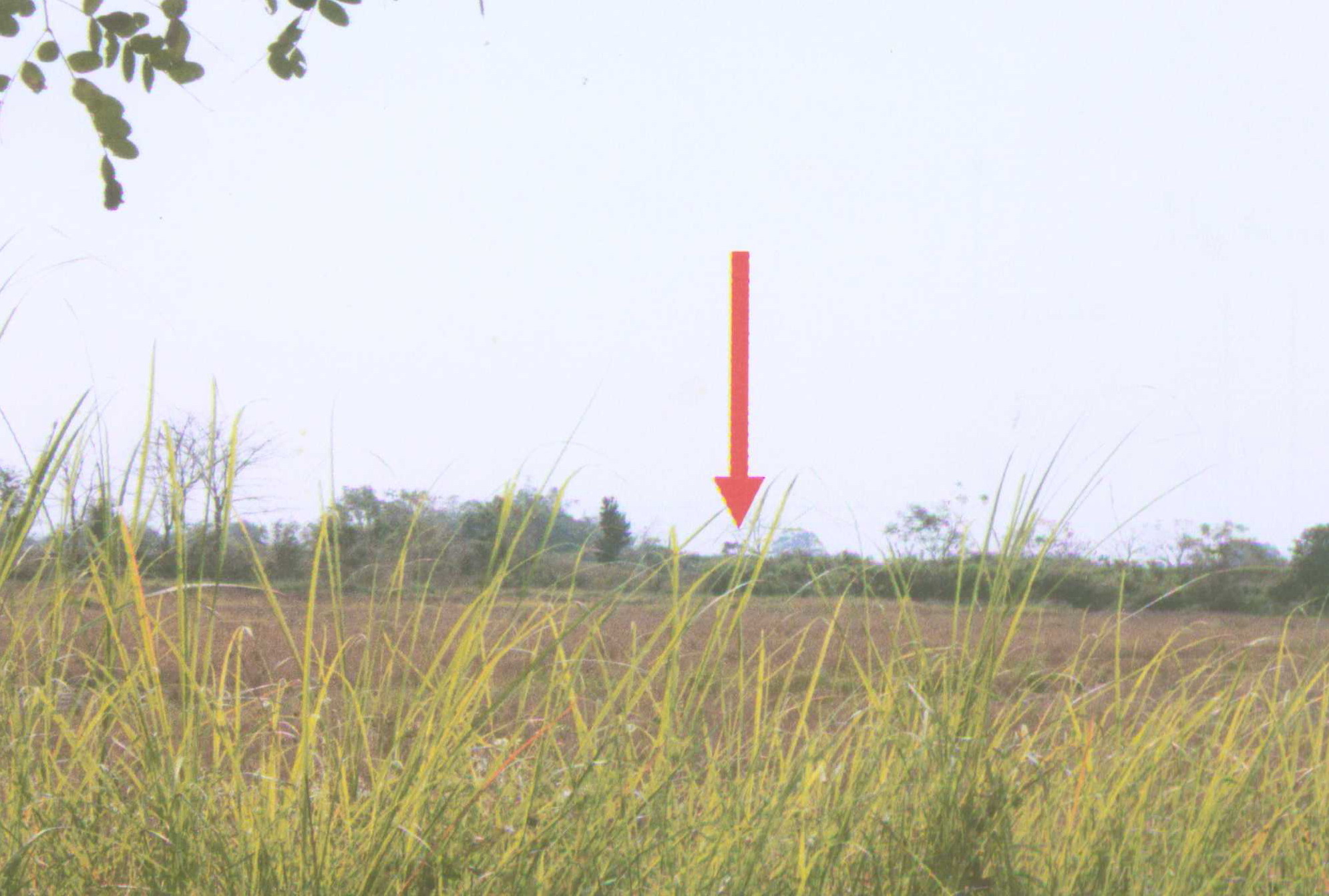 รูปที่ดินว่างเปล่า เม็งราย พญาเม็งราย เชียงราย