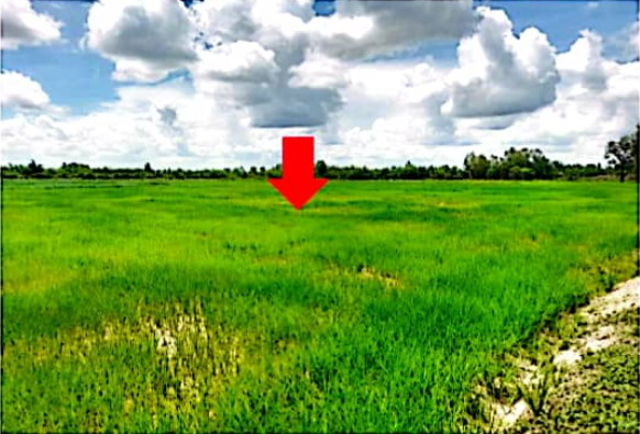 รูปที่ดินว่างเปล่า ดุมใหญ่ ม่วงสามสิบ อุบลราชธานี
