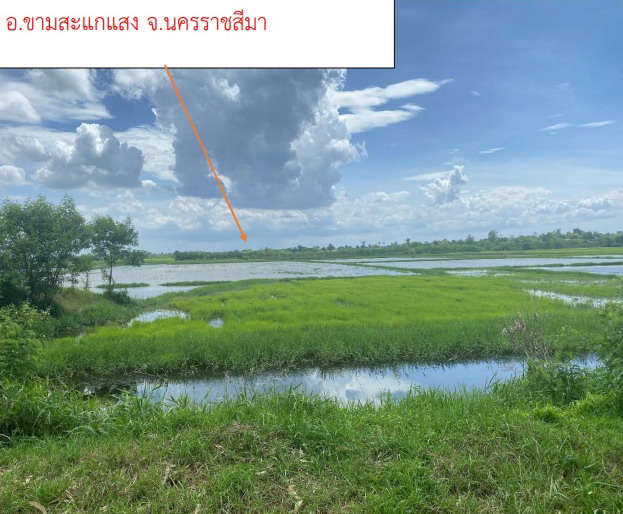 รูปที่ดินว่างเปล่า ชีวึก ขามสะแกแสง นครราชสีมา