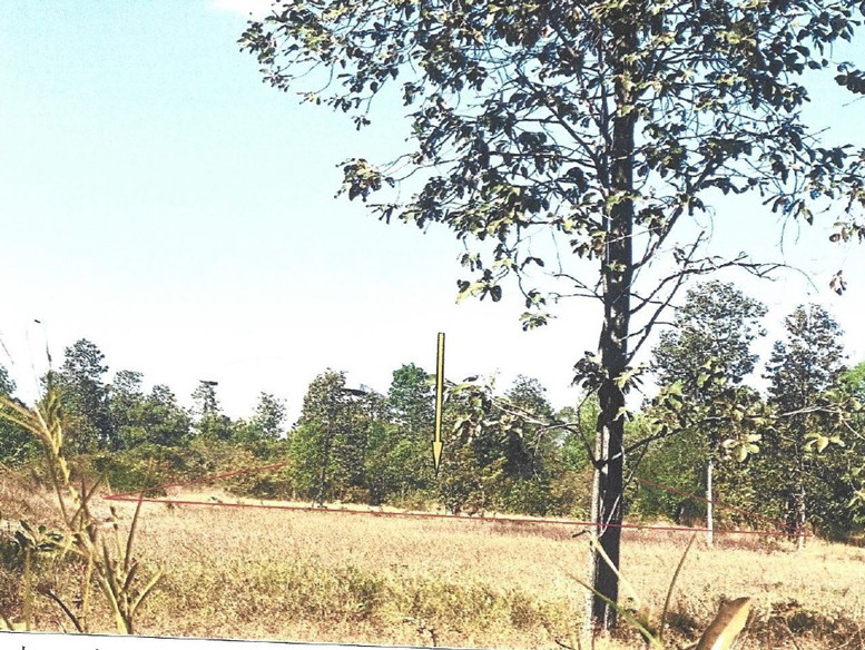รูปที่ดินว่างเปล่า บุ่ง เมืองอำนาจเจริญ อำนาจเจริญ
