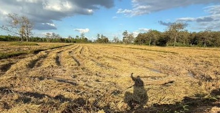 รูปที่ดินว่างเปล่า หนองไผ่ล้อม สำโรงทาบ สุรินทร์