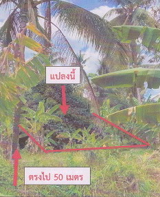 รูปที่ดินว่างเปล่า โคกหล่อ เมืองตรัง ตรัง