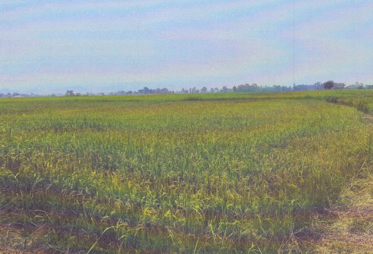 รูปที่ดินว่างเปล่า ป่าก่อดำ แม่ลาว เชียงราย