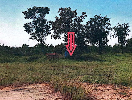 รูปที่ดินว่างเปล่า วังเย็น เมืองนครปฐม นครปฐม