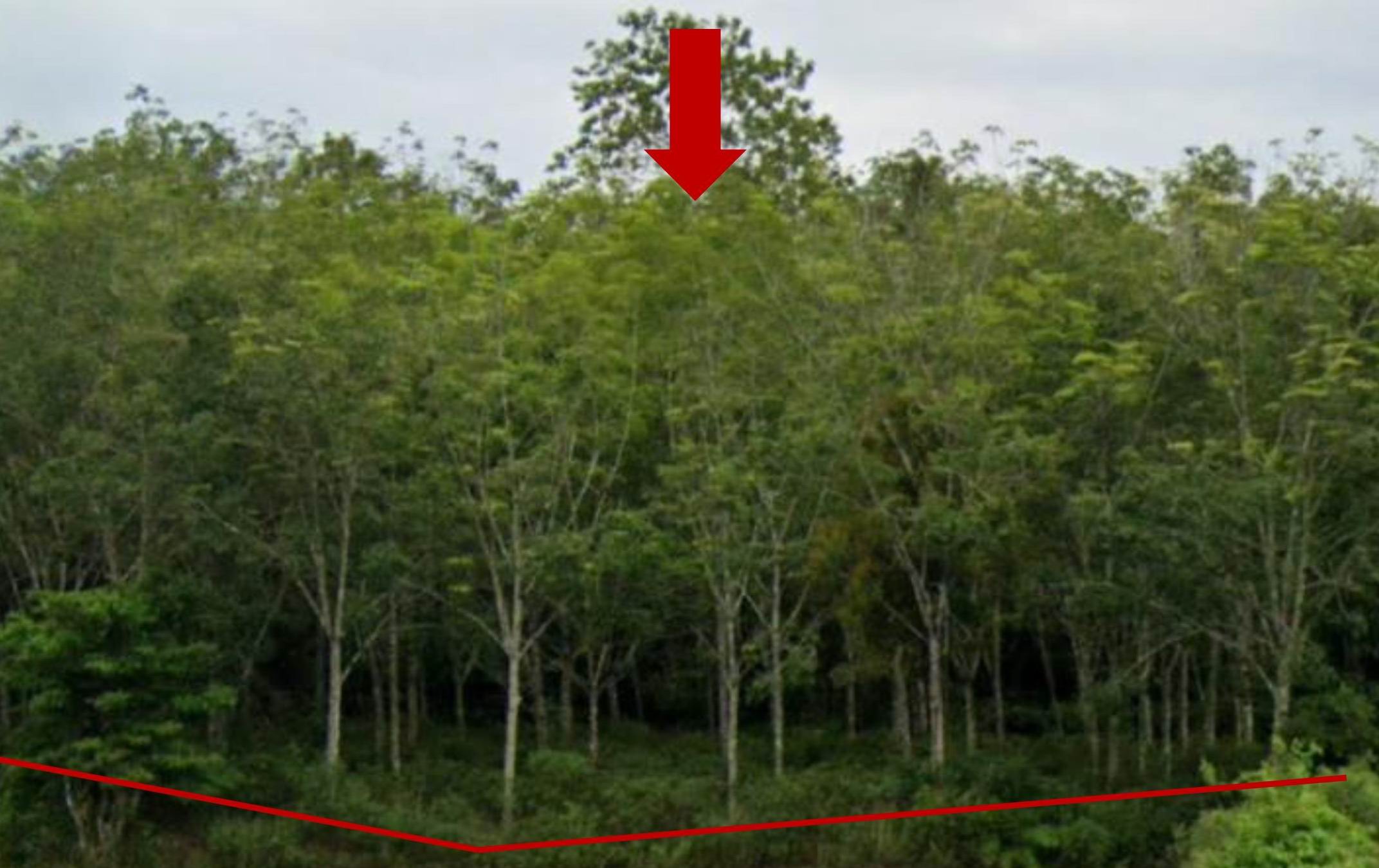 รูปที่ดินว่างเปล่า พิเทน ทุ่งยางแดง ปัตตานี