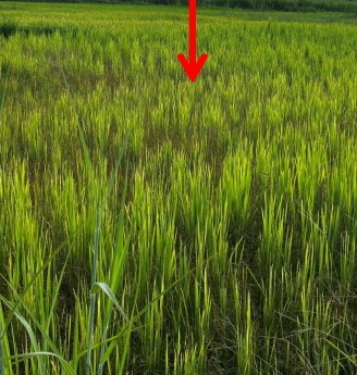 รูปที่ดินว่างเปล่า ผาเสวย สมเด็จ กาฬสินธุ์