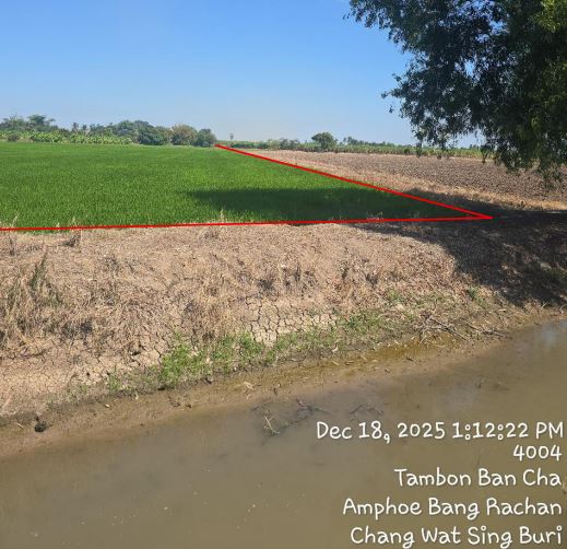 รูปที่ดินว่างเปล่า ไม้ดัด บางระจัน สิงห์บุรี