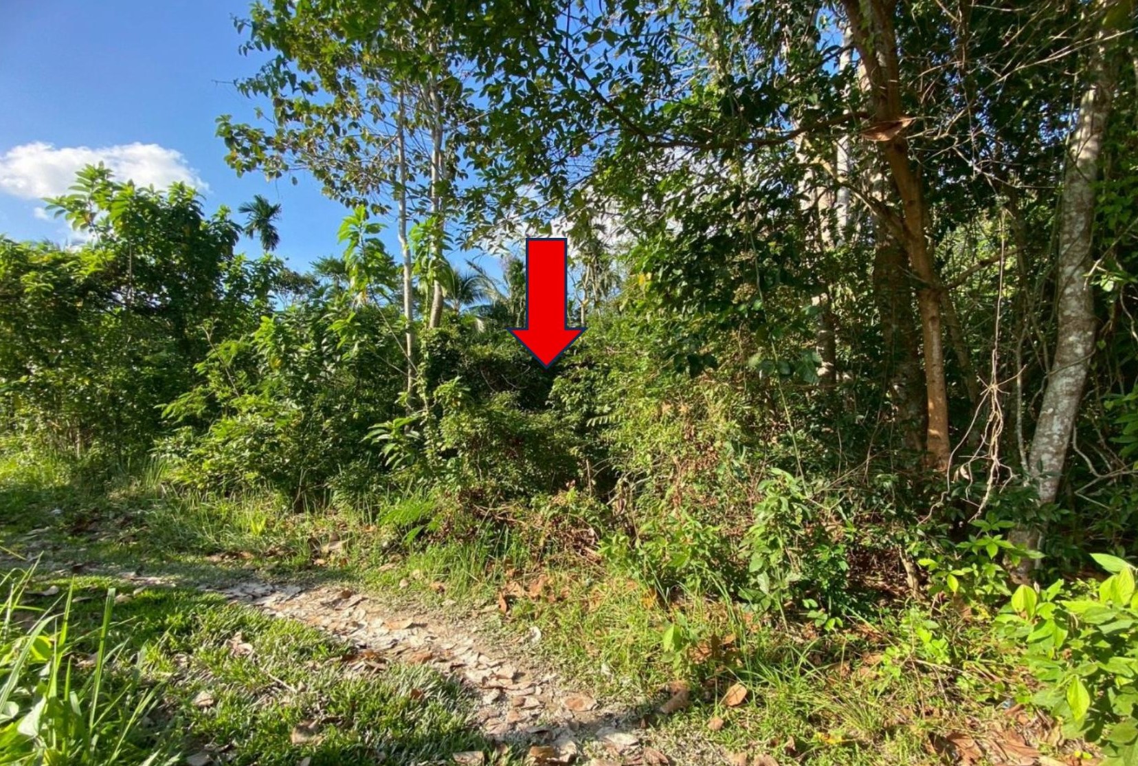 รูปที่ดินว่างเปล่า เขาตูม ยะรัง ปัตตานี