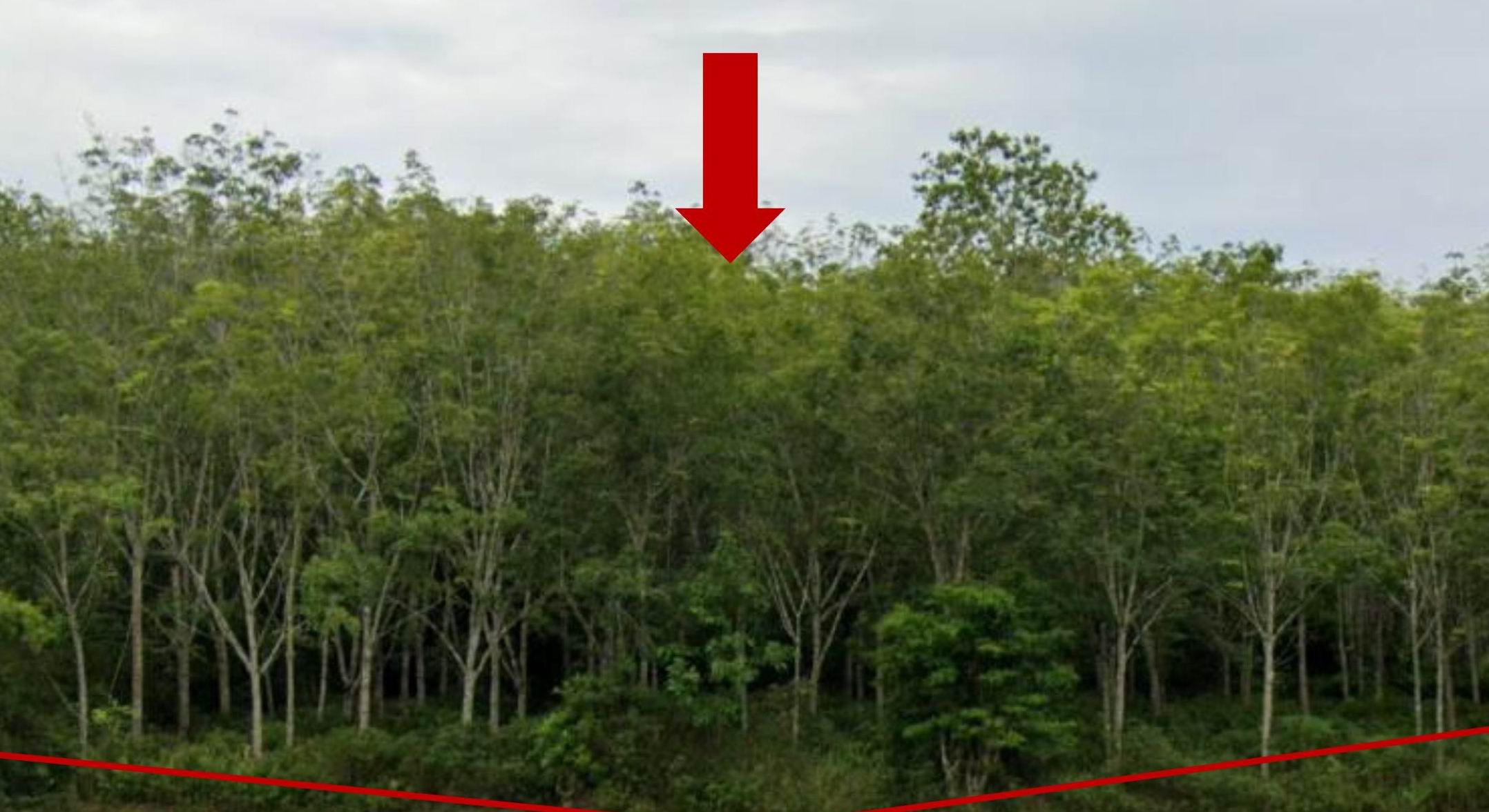 รูปที่ดินว่างเปล่า พิเทน ทุ่งยางแดง ปัตตานี