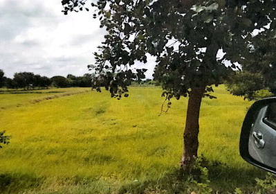 รูปที่ดินว่างเปล่า หนองบัวสะอาด บัวใหญ่ นครราชสีมา